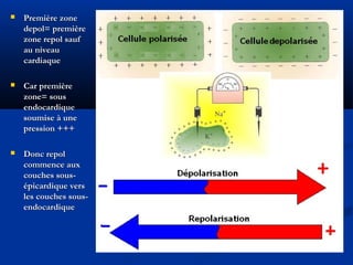  Première zonePremière zone
depol= premièredepol= première
zone repol saufzone repol sauf
au niveauau niveau
cardiaquecardiaque
 Car premièreCar première
zone= souszone= sous
endocardiqueendocardique
soumise à unesoumise à une
pression +++pression +++
 Donc repolDonc repol
commence auxcommence aux
couches sous-couches sous-
épicardique versépicardique vers
les couches sous-les couches sous-
endocardiqueendocardique
 