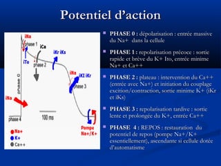 Potentiel d’actionPotentiel d’action
 PHASE 0 :PHASE 0 : dépolarisation : entrée massivedépolarisation : entrée massive
du Na+ dans la celluledu Na+ dans la cellule
 PHASE 1 :PHASE 1 : repolarisation précoce : sortierepolarisation précoce : sortie
rapide et brève du K+ Ito, entrée minimerapide et brève du K+ Ito, entrée minime
Na+ et Ca++Na+ et Ca++
 PHASE 2 :PHASE 2 : plateau : intervention du Ca++plateau : intervention du Ca++
(entrée avec Na+) et initiation du couplage(entrée avec Na+) et initiation du couplage
excition/contraction, sortie minime K+ (iKrexcition/contraction, sortie minime K+ (iKr
et iKs)et iKs)
 PHASE 3 :PHASE 3 : repolarisation tardive : sortierepolarisation tardive : sortie
lente et prolongée du K+, entrée Ca++lente et prolongée du K+, entrée Ca++
 PHASE 4 :PHASE 4 : REPOS : restauration duREPOS : restauration du
potentiel de repos (pompe Na+/K+potentiel de repos (pompe Na+/K+
essentiellement), ascendante si cellule dotéeessentiellement), ascendante si cellule dotée
d’automatismed’automatisme
 