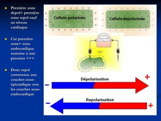  Première zone
depol= première
zone repol sauf
au niveau
cardiaque
 Car première
zone= sous
endocardique
soumise à une
pression +++
 Donc repol
commence aux
couches sous-
épicardique vers
les couches sous-
endocardique
 