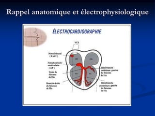 Rappel anatomique et électrophysiologique
 