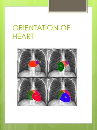 ORIENTATION OF
HEART
 