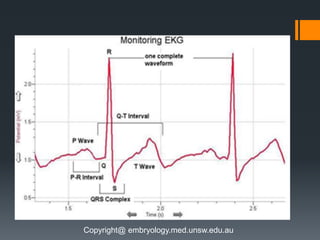 Copyright@ embryology.med.unsw.edu.au
 