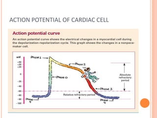ACTION POTENTIAL OF CARDIAC CELL
 