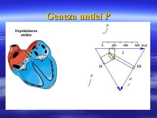 Geneza undei PGeneza undei P
 