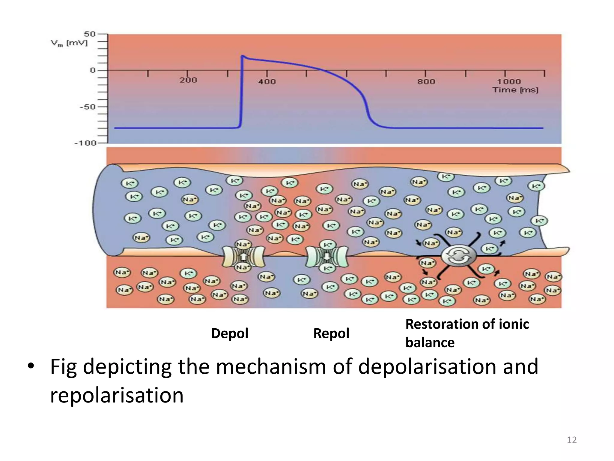 • Fig depicting the mechanism of depolarisation and
repolarisation
Depol Repol
Restoration of ionic
balance
12
 