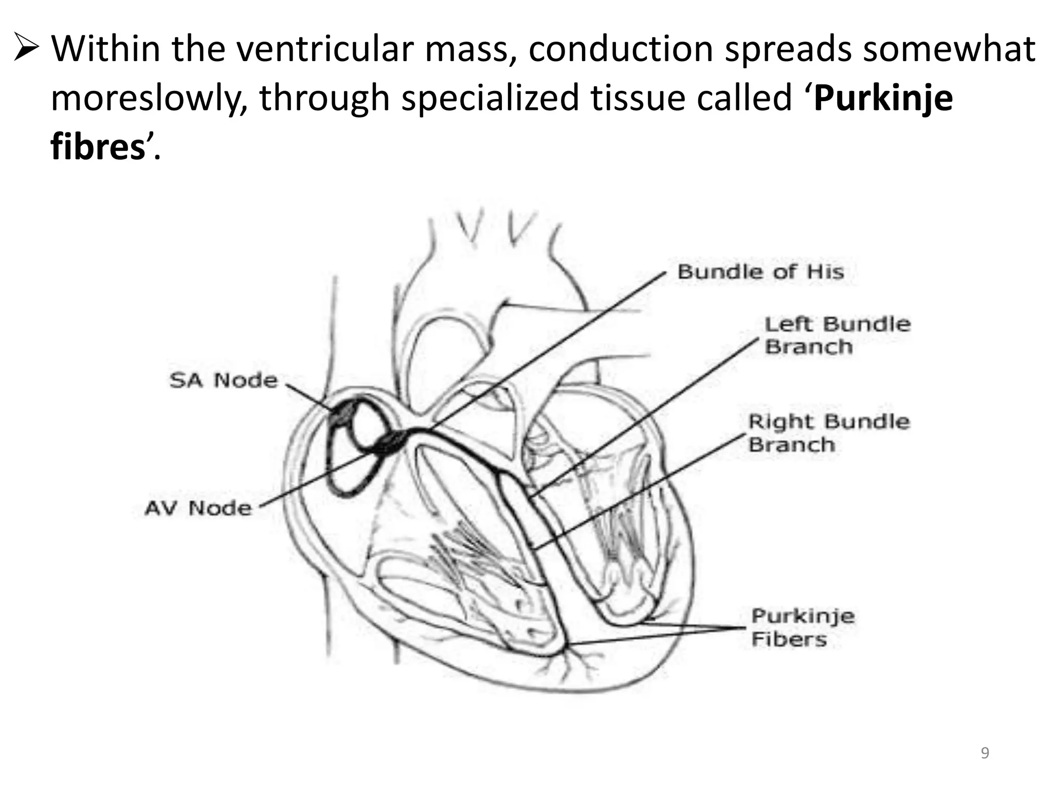  Within the ventricular mass, conduction spreads somewhat
moreslowly, through specialized tissue called ‘Purkinje
fibres’.
9
 