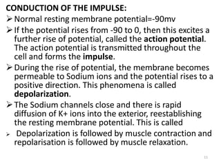 11
CONDUCTION OF THE IMPULSE:
Normal resting membrane potential=-90mv
If the potential rises from -90 to 0, then this excites a
further rise of potential, called the action potential.
The action potential is transmitted throughout the
cell and forms the impulse.
During the rise of potential, the membrane becomes
permeable to Sodium ions and the potential rises to a
positive direction. This phenomena is called
depolarization.
The Sodium channels close and there is rapid
diffusion of K+ ions into the exterior, reestablishing
the resting membrane potential. This is called
 Depolarization is followed by muscle contraction and
repolarisation is followed by muscle relaxation.
 