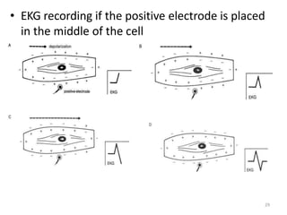 • EKG recording if the positive electrode is placed
in the middle of the cell
29
 