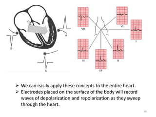  We can easily apply these concepts to the entire heart.
 Electrodes placed on the surface of the body will record
waves of depolarization and repolarization as they sweep
through the heart.
30
 