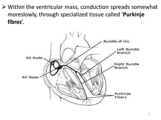  Within the ventricular mass, conduction spreads somewhat
moreslowly, through specialized tissue called ‘Purkinje
fibres’.
9
 