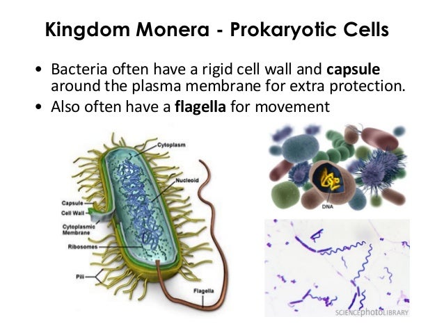 ecgs module 10 kingdom archaebacteria
