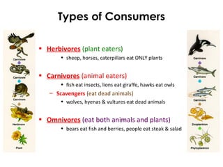 Types of Consumers
• Herbivores (plant eaters)
• sheep, horses, caterpillars eat ONLY plants
• Carnivores (animal eaters)
• fish eat insects, lions eat giraffe, hawks eat owls
– Scavengers (eat dead animals)
• wolves, hyenas & vultures eat dead animals
• Omnivores (eat both animals and plants)
• bears eat fish and berries, people eat steak & salad
 