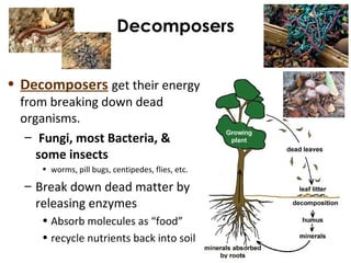 Decomposers
• Decomposers get their energy
from breaking down dead
organisms.
– Fungi, most Bacteria, &
some insects
• worms, pill bugs, centipedes, flies, etc.
– Break down dead matter by
releasing enzymes
• Absorb molecules as “food”
• recycle nutrients back into soil
 