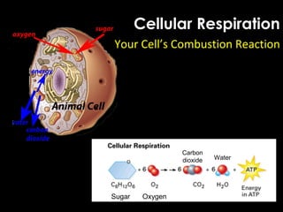 Cellular Respiration
Your Cell’s Combustion Reaction
Sugar Oxygen
Carbon
dioxide Water
 