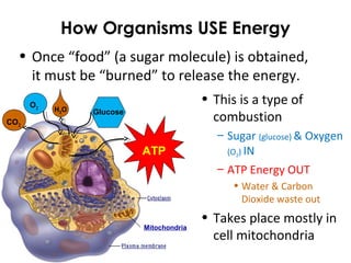 How Organisms USE Energy
• Once “food” (a sugar molecule) is obtained,
it must be “burned” to release the energy.
• This is a type of
combustion
– Sugar (glucose) & Oxygen
(O2) IN
– ATP Energy OUT
• Water & Carbon
Dioxide waste out
• Takes place mostly in
cell mitochondria
Mitochondria
Glucose
O2
CO2
H2O
ATP
 