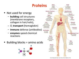 Proteins
• Not used for energy
– building cell structures
(membrane receptors,
collagen in hair/nails),
– O2 transport (hemoglobin)
– immune defense (antibodies)
– enzymes speed chemical
reactions
• Building blocks = amino acids
 