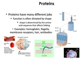 Proteins
• Proteins have many different jobsProteins have many different jobs
• function is often dictated by shapefunction is often dictated by shape
• shape is determined by the aminoshape is determined by the amino
acid sequence that affects foldingacid sequence that affects folding
• Examples: hemoglobin, flagella,Examples: hemoglobin, flagella,
membrane receptors, hair, antibodiesmembrane receptors, hair, antibodies
 