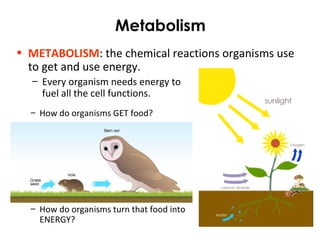 Metabolism
• METABOLISM: the chemical reactions organisms use
to get and use energy.
– Every organism needs energy to
fuel all the cell functions.
– How do organisms GET food?
– How do organisms turn that food into
ENERGY?
 