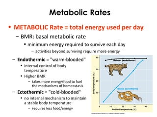 Metabolic Rates
• METABOLIC Rate = total energy used per day
– BMR: basal metabolic rate
• minimum energy required to survive each day
– activities beyond surviving require more energy
– Endothermic = "warm-blooded"
• internal control of body
temperature
• Higher BMR
– takes more energy/food to fuel
the mechanisms of homeostasis
– Ectothermic = "cold-blooded"
• no internal mechanism to maintain
a stable body temperature
– requires less food/energy
 