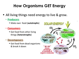 How Organisms GET Energy
• All living things need energy to live & grow.
– Producers
• Make own food (autotrophs)
– Consumers
• Get food from other living
things (heterotrophs)
– Decomposers
• Get food from dead organisms
& break it down
 