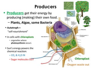Producers
• Autotroph =
“self-nourishment”
• In cells with chloroplasts
– organelles where
photosynthesis occurs
• Sun's energy powers the
chemical reaction:
– CO2 & H2O IN
– Sugar molecules OUT
• Producers get their energy by
producing (making) their own food.
– Plants, Algae, some Bacteria
Chloroplast
- Oxygen waste out
 
