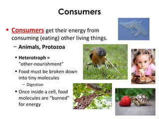 Consumers
• Consumers get their energy from
consuming (eating) other living things.
– Animals, Protozoa
• Heterotroph =
"other-nourishment"
• Food must be broken down
into tiny molecules
– Digestion
• Once inside a cell, food
molecules are “burned”
for energy
 