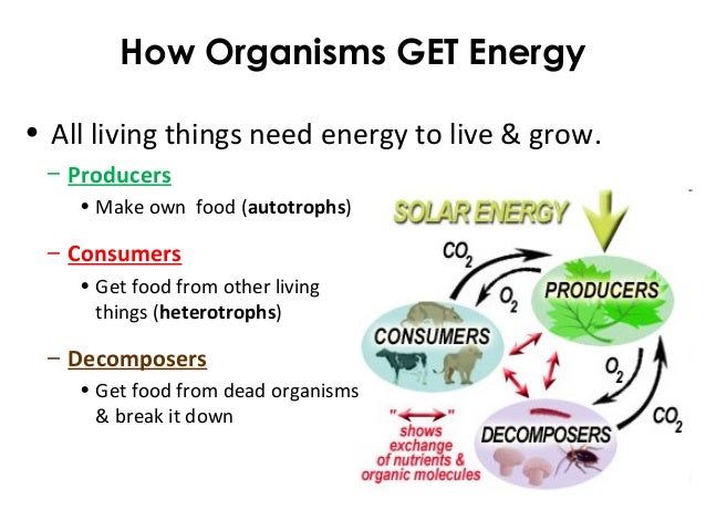 All Organisms Need Food To Survive All Organisms Need Food To Survive