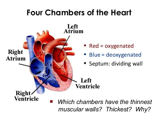 Which Chamber Of The Heart Has The Thickest Wall Which Chamber Of The Heart Has The Thickest Wall