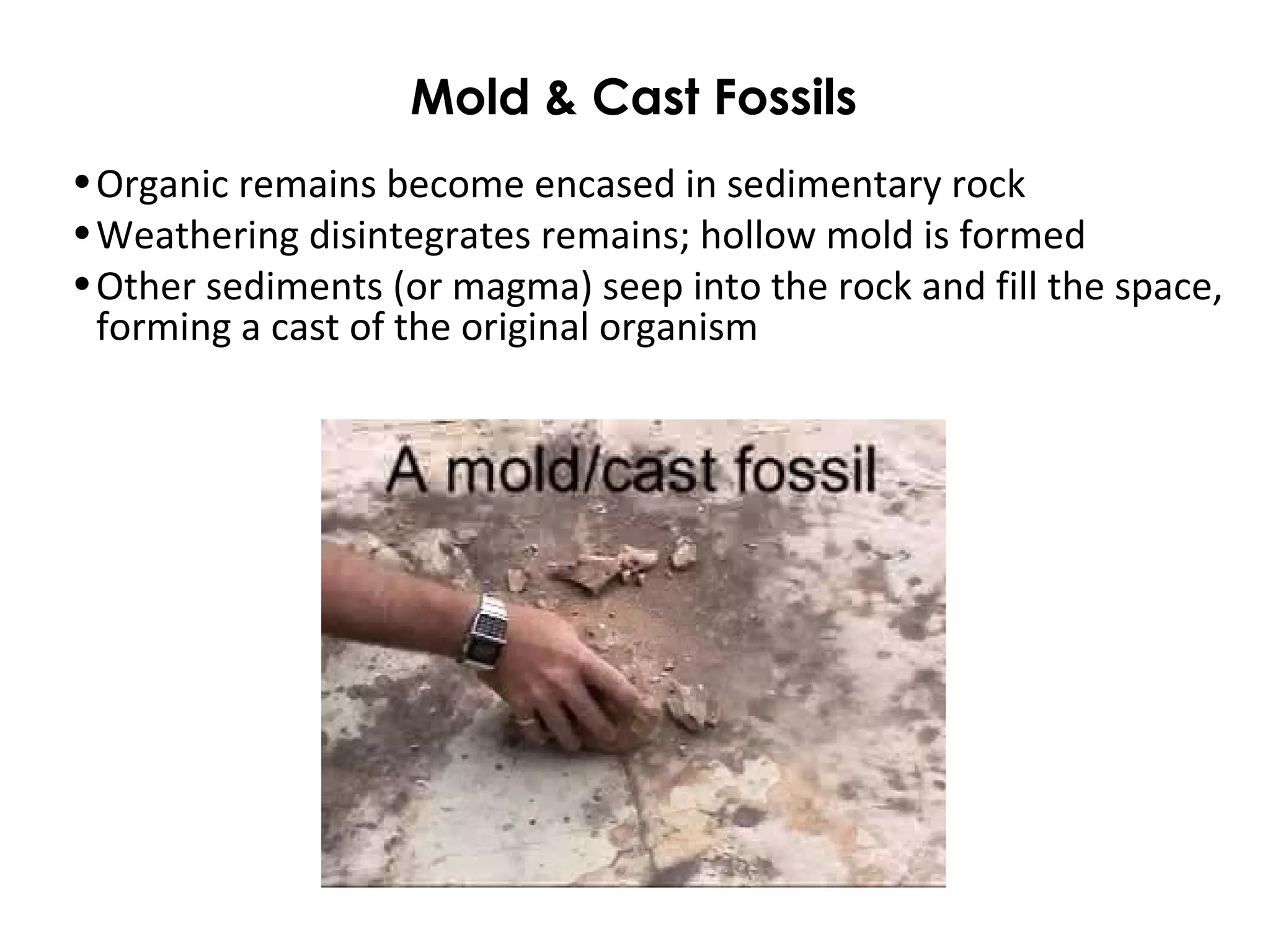 Mold & Cast Fossils 
•Organic remains become encased in sedimentary rock 
•Weathering disintegrates remains; hollow mold is formed 
•Other sediments (or magma) seep into the rock and fill the space, 
forming a cast of the original organism 
 