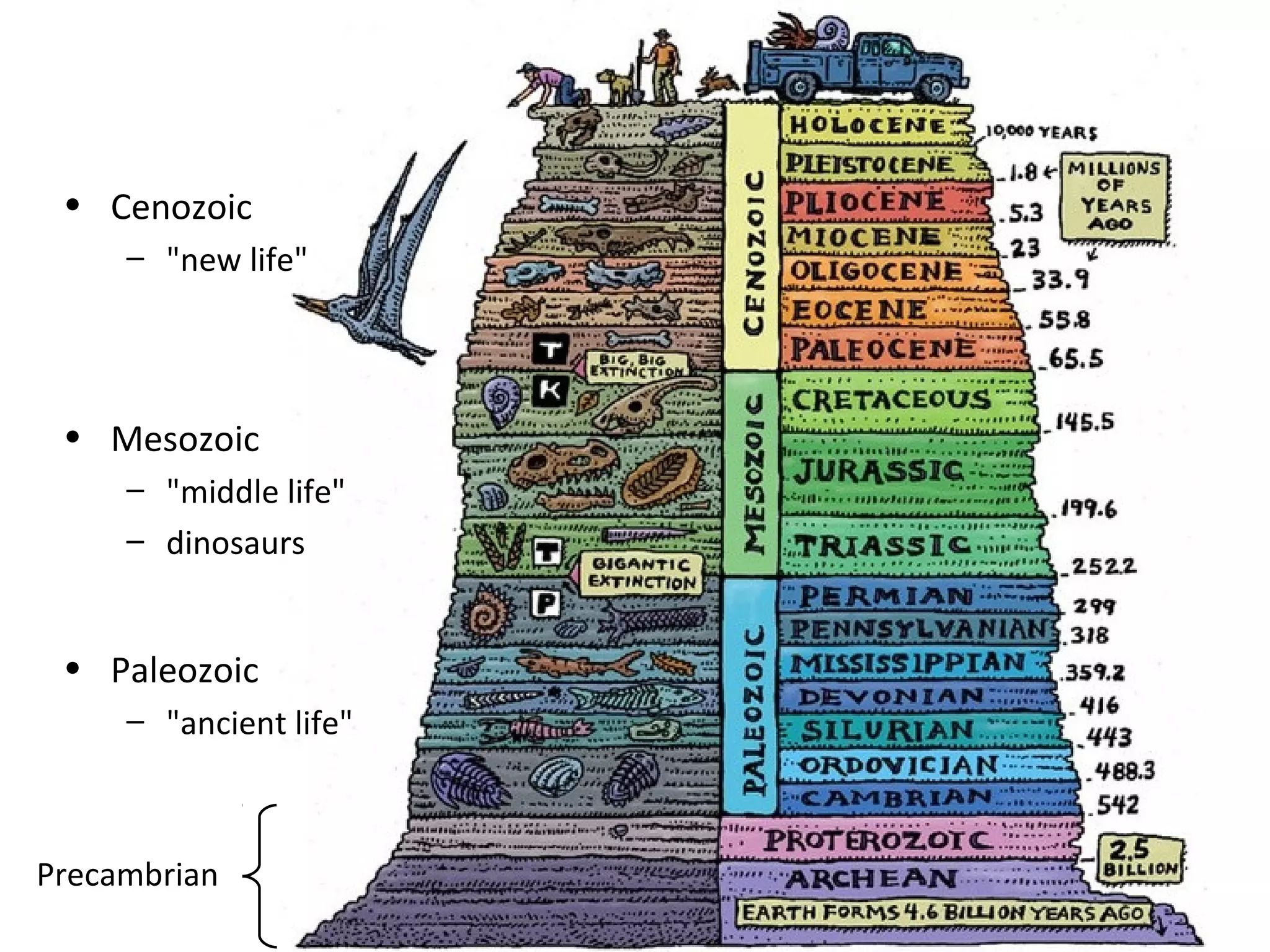 • Cenozoic 
– "new life" 
• Mesozoic 
– "middle life" 
– dinosaurs 
• Paleozoic 
– "ancient life" 
Precambrian 
 