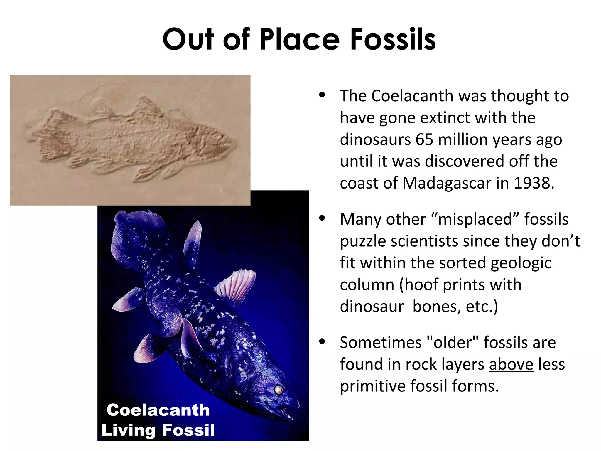 Out of Place Fossils 
• The Coelacanth was thought to 
have gone extinct with the 
dinosaurs 65 million years ago 
until it was discovered off the 
coast of Madagascar in 1938. 
• Many other “misplaced” fossils 
puzzle scientists since they don’t 
fit within the sorted geologic 
column (hoof prints with 
dinosaur bones, etc.) 
• Sometimes "older" fossils are 
found in rock layers above less 
primitive fossil forms. 
Coelacanth 
Living Fossil 
 