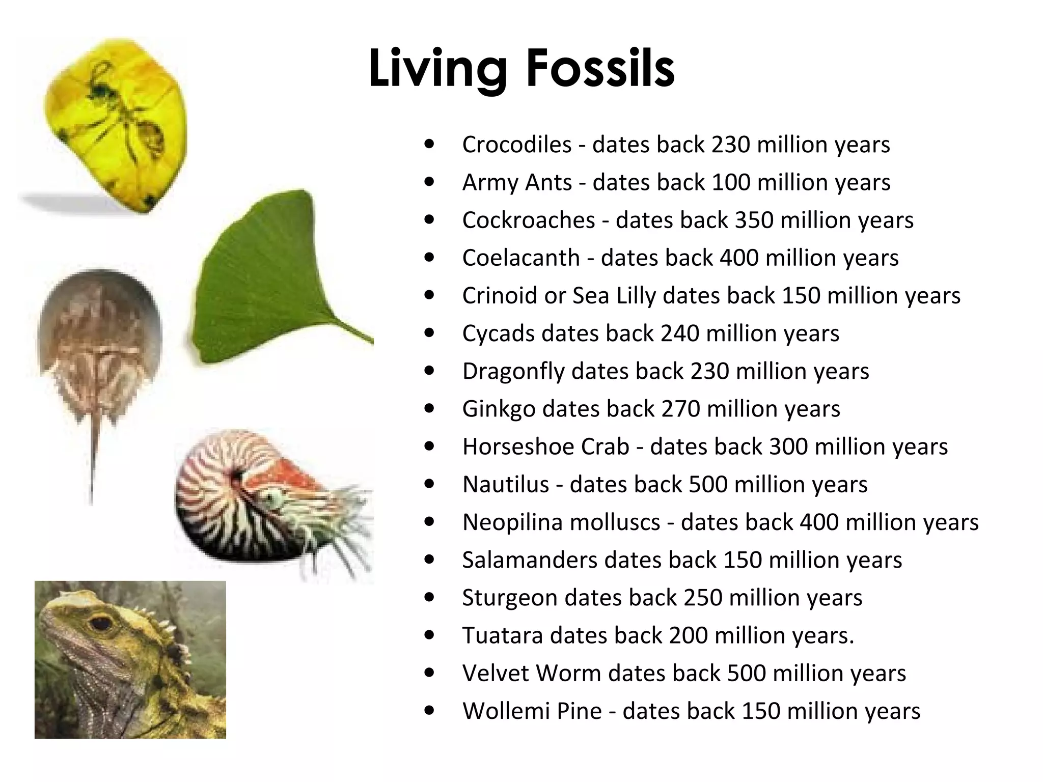 Living Fossils 
· Crocodiles - dates back 230 million years 
· Army Ants - dates back 100 million years 
· Cockroaches - dates back 350 million years 
· Coelacanth - dates back 400 million years 
· Crinoid or Sea Lilly dates back 150 million years 
· Cycads dates back 240 million years 
· Dragonfly dates back 230 million years 
· Ginkgo dates back 270 million years 
· Horseshoe Crab - dates back 300 million years 
· Nautilus - dates back 500 million years 
· Neopilina molluscs - dates back 400 million years 
· Salamanders dates back 150 million years 
· Sturgeon dates back 250 million years 
· Tuatara dates back 200 million years. 
· Velvet Worm dates back 500 million years 
· Wollemi Pine - dates back 150 million years 
 