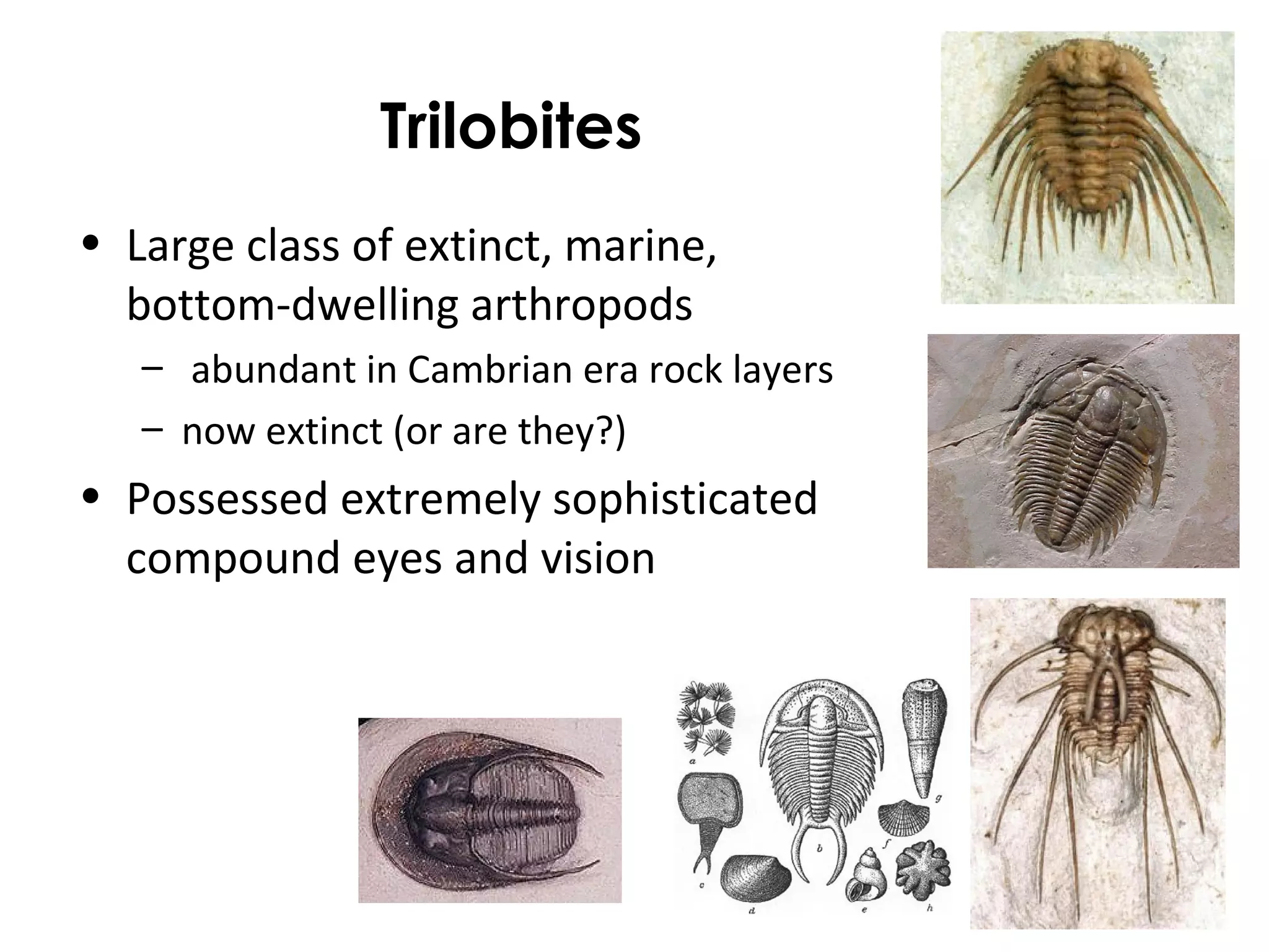 Trilobites 
• Large class of extinct, marine, 
bottom-dwelling arthropods 
– abundant in Cambrian era rock layers 
– now extinct (or are they?) 
• Possessed extremely sophisticated 
compound eyes and vision 
 