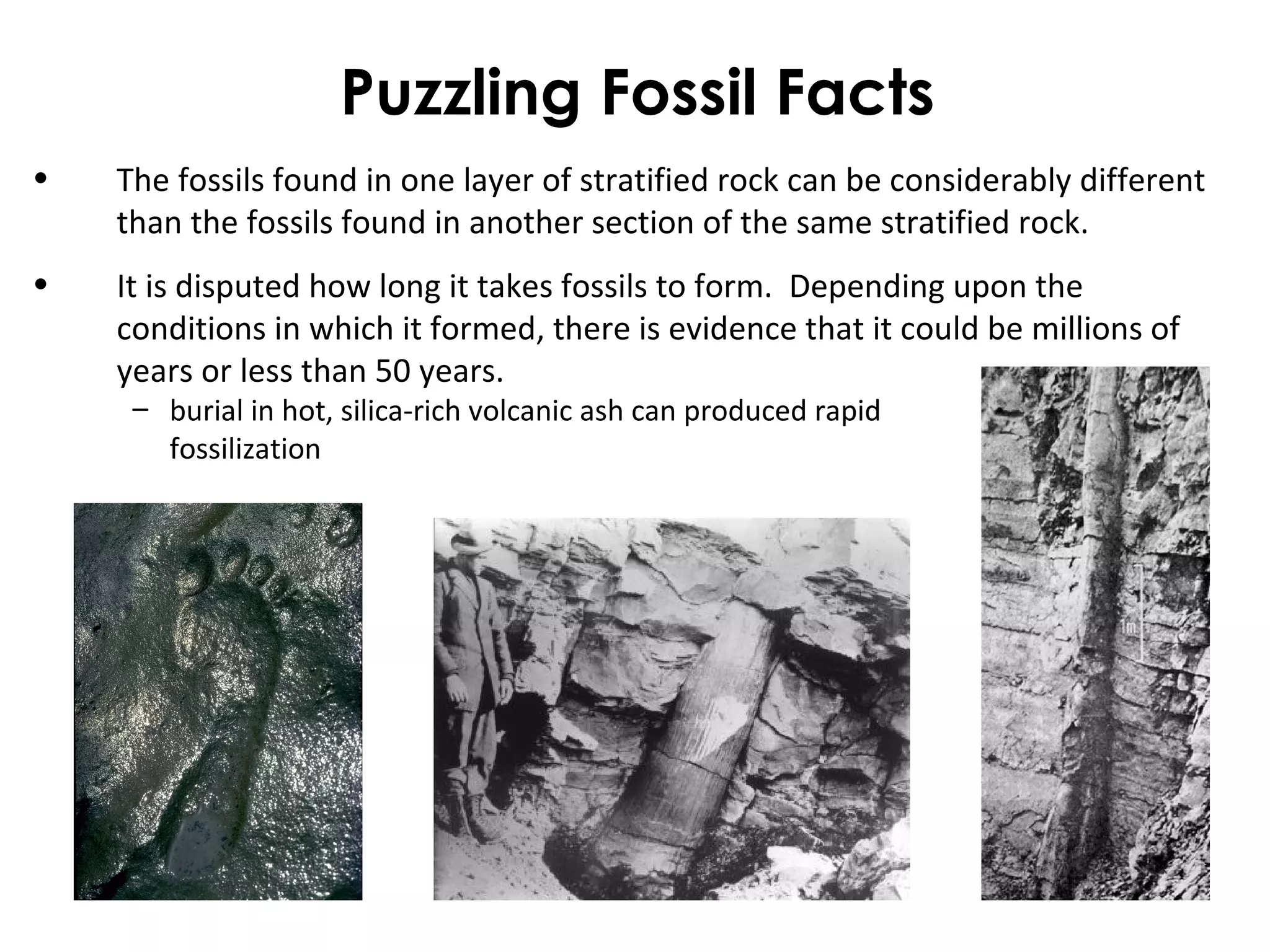 Puzzling Fossil Facts 
• The fossils found in one layer of stratified rock can be considerably different 
than the fossils found in another section of the same stratified rock. 
• It is disputed how long it takes fossils to form. Depending upon the 
conditions in which it formed, there is evidence that it could be millions of 
years or less than 50 years. 
– burial in hot, silica-rich volcanic ash can produced rapid 
fossilization 
 