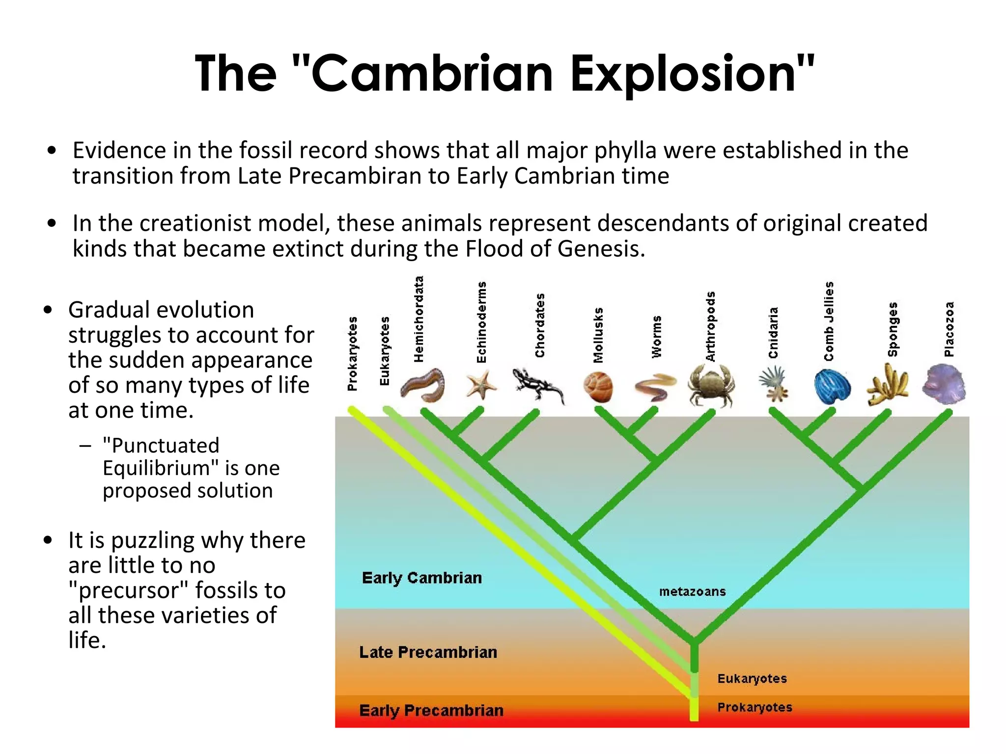 The "Cambrian Explosion" 
• Evidence in the fossil record shows that all major phylla were established in the 
transition from Late Precambiran to Early Cambrian time 
• In the creationist model, these animals represent descendants of original created 
kinds that became extinct during the Flood of Genesis. 
• Gradual evolution 
struggles to account for 
the sudden appearance 
of so many types of life 
at one time. 
– "Punctuated 
Equilibrium" is one 
proposed solution 
• It is puzzling why there 
are little to no 
"precursor" fossils to 
all these varieties of 
life. 
 