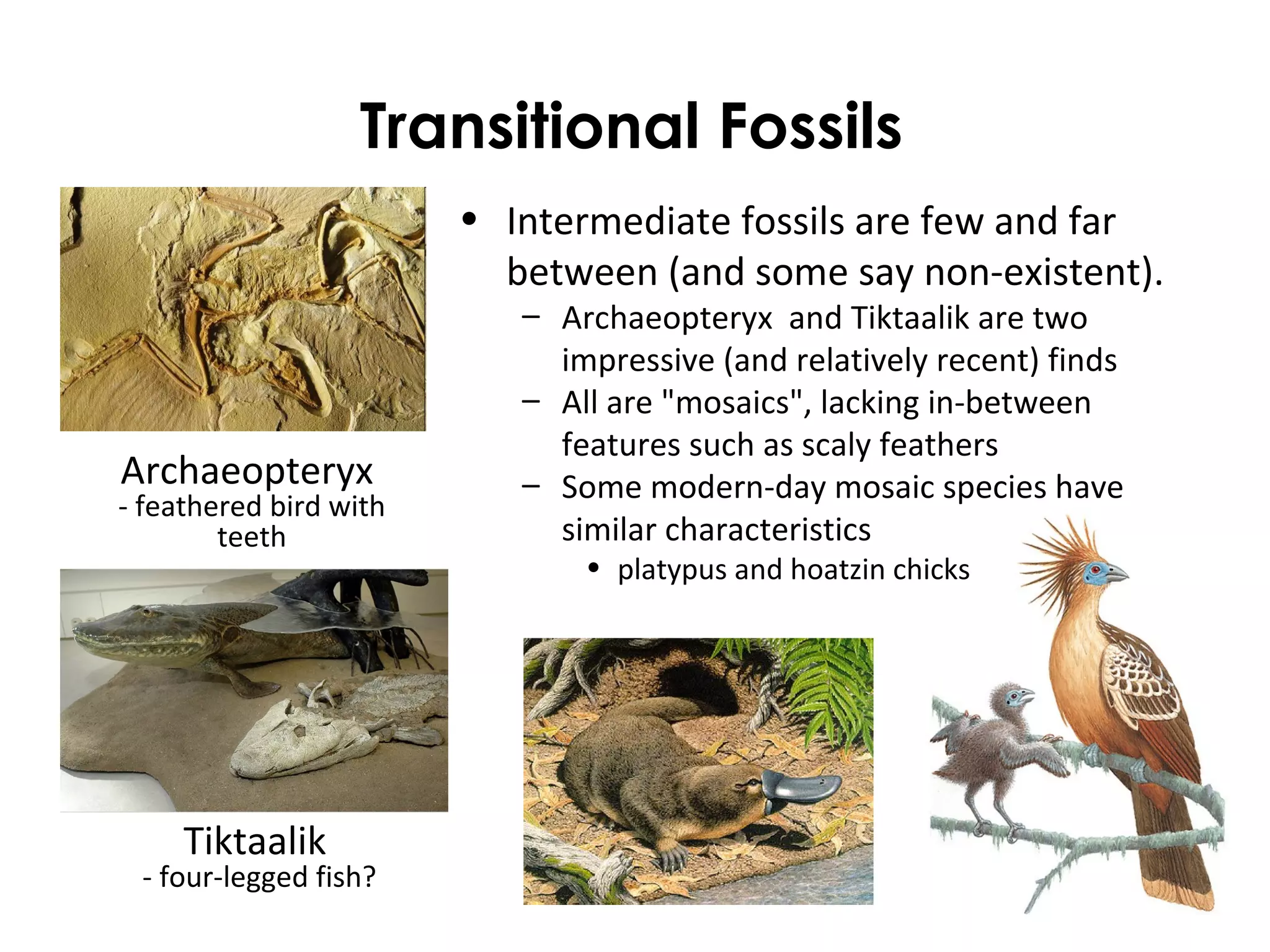 Transitional Fossils 
• Intermediate fossils are few and far 
between (and some say non-existent). 
– Archaeopteryx and Tiktaalik are two 
impressive (and relatively recent) finds 
– All are "mosaics", lacking in-between 
features such as scaly feathers 
– Some modern-day mosaic species have 
similar characteristics 
• platypus and hoatzin chicks 
Archaeopteryx 
- feathered bird with 
teeth 
Tiktaalik 
- four-legged fish? 
 