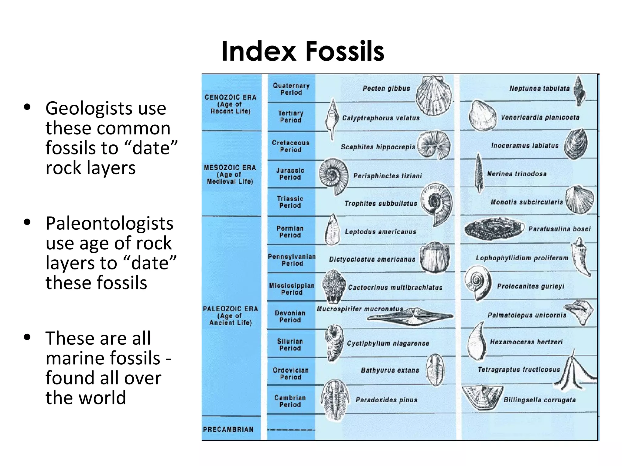 Index Fossils 
• Geologists use 
these common 
fossils to “date” 
rock layers 
• Paleontologists 
use age of rock 
layers to “date” 
these fossils 
• These are all 
marine fossils - 
found all over 
the world 
 