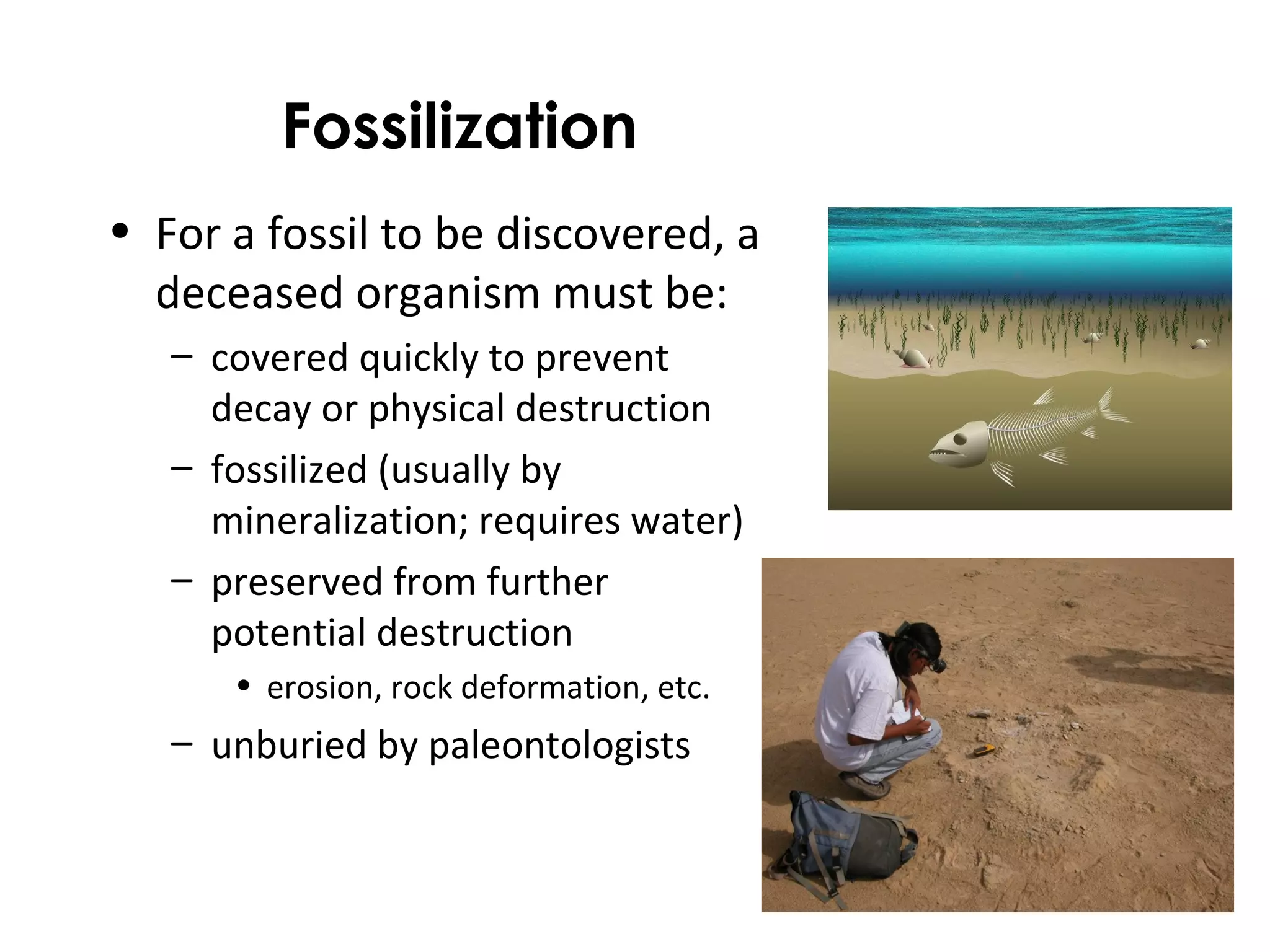 Fossilization 
• For a fossil to be discovered, a 
deceased organism must be: 
– covered quickly to prevent 
decay or physical destruction 
– fossilized (usually by 
mineralization; requires water) 
– preserved from further 
potential destruction 
• erosion, rock deformation, etc. 
– unburied by paleontologists 
 