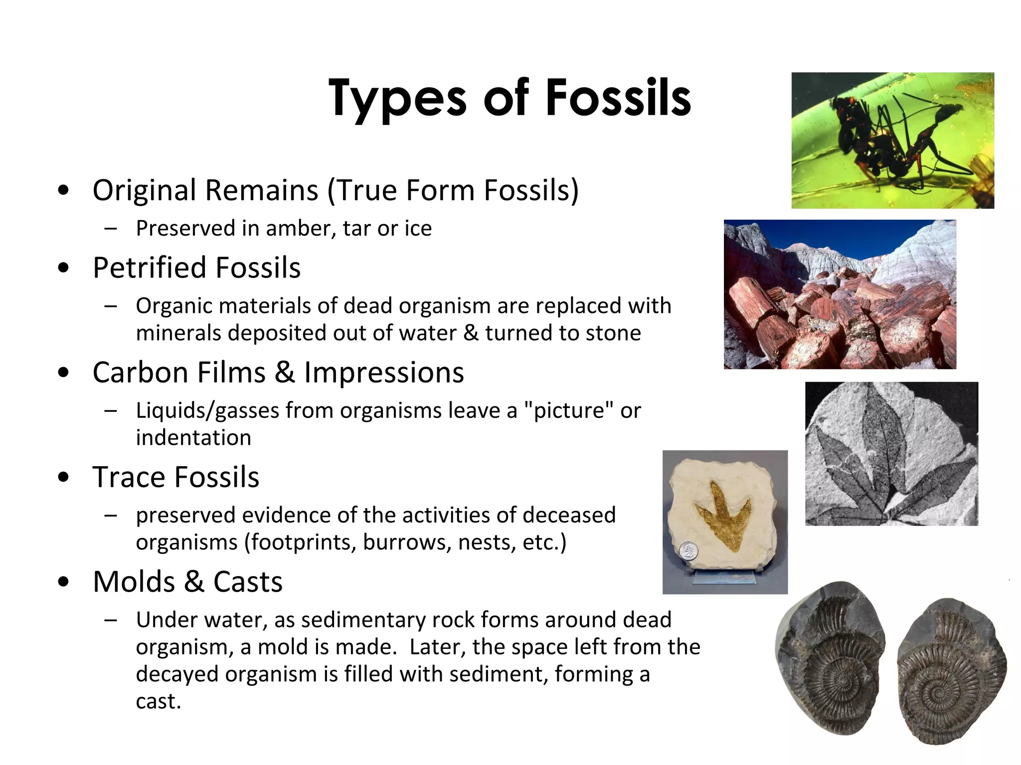 Types of Fossils 
• Original Remains (True Form Fossils) 
– Preserved in amber, tar or ice 
• Petrified Fossils 
– Organic materials of dead organism are replaced with 
minerals deposited out of water & turned to stone 
• Carbon Films & Impressions 
– Liquids/gasses from organisms leave a "picture" or 
indentation 
• Trace Fossils 
– preserved evidence of the activities of deceased 
organisms (footprints, burrows, nests, etc.) 
• Molds & Casts 
– Under water, as sedimentary rock forms around dead 
organism, a mold is made. Later, the space left from the 
decayed organism is filled with sediment, forming a 
cast. 
 