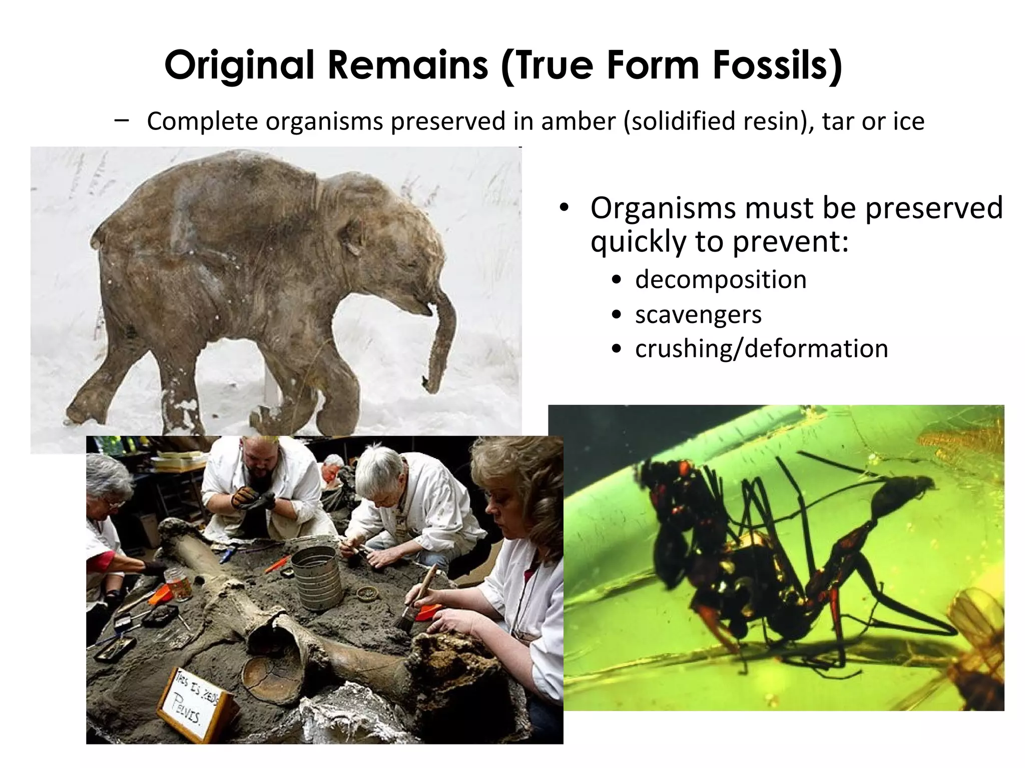 Original Remains (True Form Fossils) 
– Complete organisms preserved in amber (solidified resin), tar or ice 
• Organisms must be preserved 
quickly to prevent: 
• decomposition 
• scavengers 
• crushing/deformation 
 