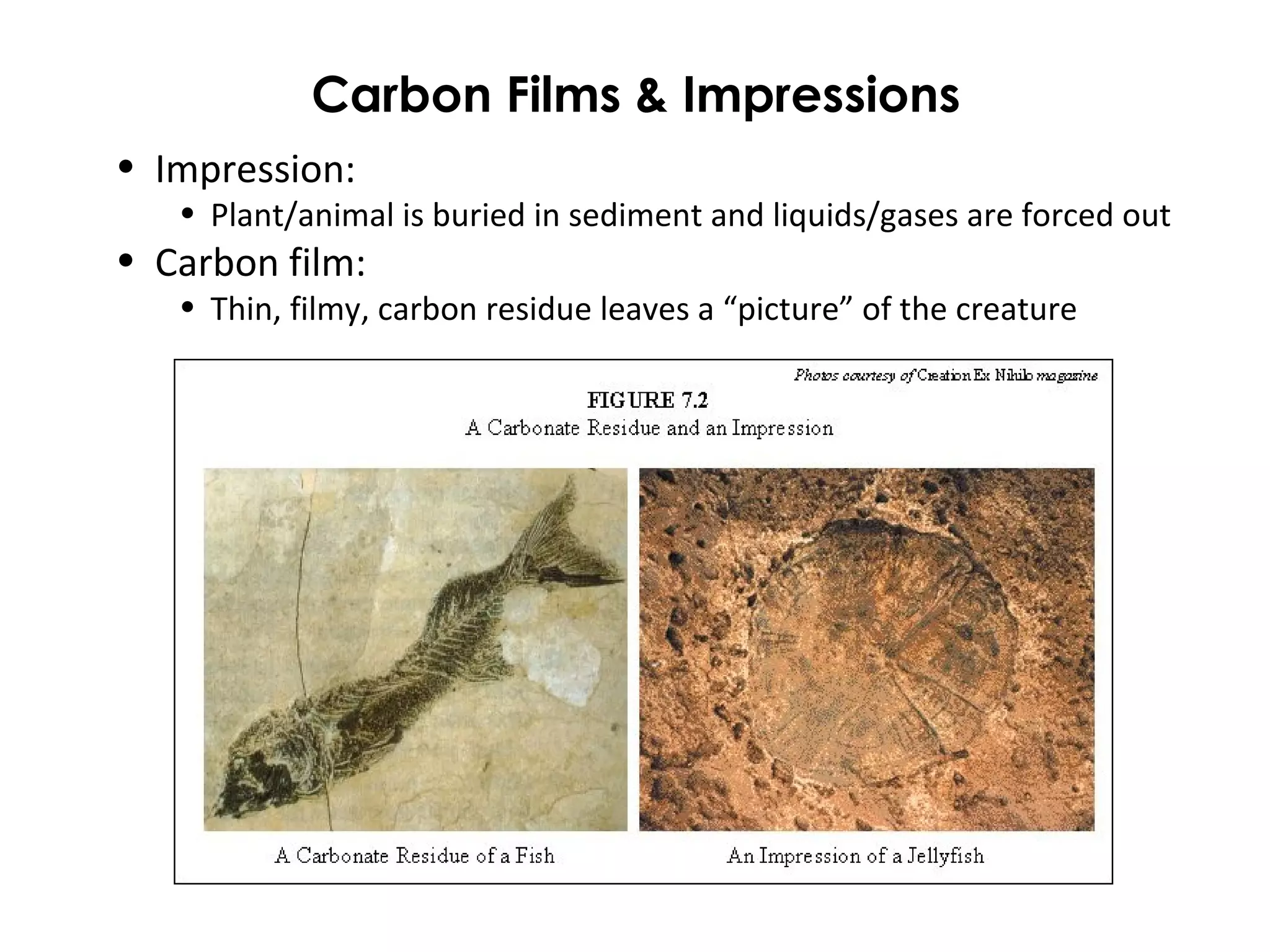 Carbon Films & Impressions 
• Impression: 
• Plant/animal is buried in sediment and liquids/gases are forced out 
• Carbon film: 
• Thin, filmy, carbon residue leaves a “picture” of the creature 
 
