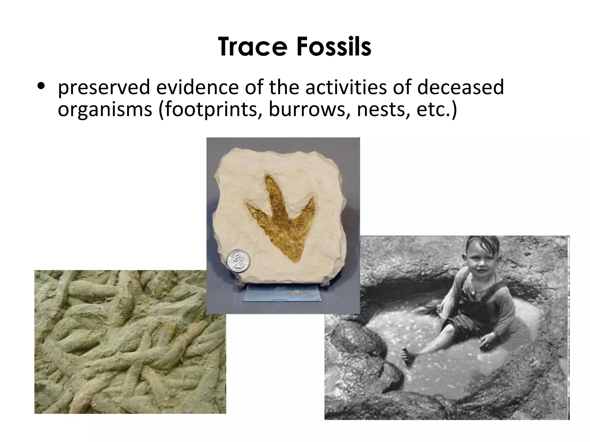 Trace Fossils 
• preserved evidence of the activities of deceased 
organisms (footprints, burrows, nests, etc.) 
 