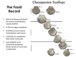The Fossil 
Record 
• 95% of all discovered fossils 
are marine invertebrates, 
mostly shellfish 
• 4.75% are algae and plants 
• 0.2375% are non-marine 
invertebrates and insects 
• 0.0125% are vertebrates 
(fish, birds, mammals) 
• only 0.0025% of all 
unearthed vertebrate 
fossils consist of more than 
a single bone 
 