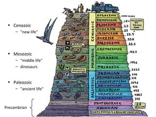 • Cenozoic 
– "new life" 
• Mesozoic 
– "middle life" 
– dinosaurs 
• Paleozoic 
– "ancient life" 
Precambrian 
 