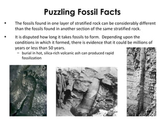 Puzzling Fossil Facts 
• The fossils found in one layer of stratified rock can be considerably different 
than the fossils found in another section of the same stratified rock. 
• It is disputed how long it takes fossils to form. Depending upon the 
conditions in which it formed, there is evidence that it could be millions of 
years or less than 50 years. 
– burial in hot, silica-rich volcanic ash can produced rapid 
fossilization 
 
