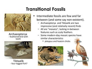 Transitional Fossils 
• Intermediate fossils are few and far 
between (and some say non-existent). 
– Archaeopteryx and Tiktaalik are two 
impressive (and relatively recent) finds 
– All are "mosaics", lacking in-between 
features such as scaly feathers 
– Some modern-day mosaic species have 
similar characteristics 
• platypus and hoatzin chicks 
Archaeopteryx 
- feathered bird with 
teeth 
Tiktaalik 
- four-legged fish? 
 