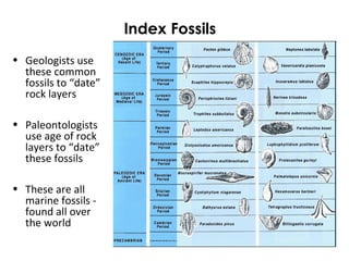 Index Fossils 
• Geologists use 
these common 
fossils to “date” 
rock layers 
• Paleontologists 
use age of rock 
layers to “date” 
these fossils 
• These are all 
marine fossils - 
found all over 
the world 
 