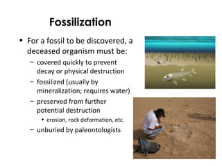 Fossilization 
• For a fossil to be discovered, a 
deceased organism must be: 
– covered quickly to prevent 
decay or physical destruction 
– fossilized (usually by 
mineralization; requires water) 
– preserved from further 
potential destruction 
• erosion, rock deformation, etc. 
– unburied by paleontologists 
 