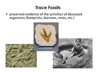 Trace Fossils 
• preserved evidence of the activities of deceased 
organisms (footprints, burrows, nests, etc.) 
 