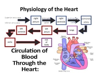 Physiology of the Heart
 